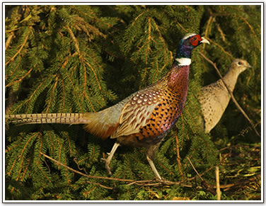 Upland game hunting ontario